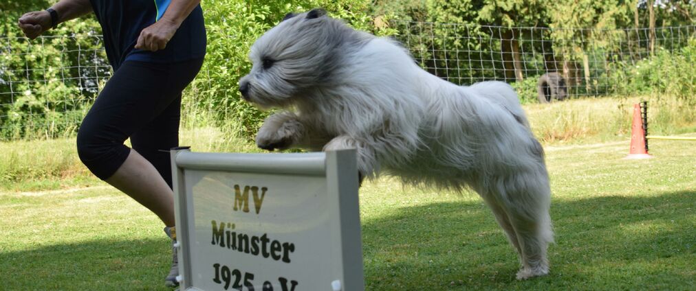 Hundesportverein Münster e.V.